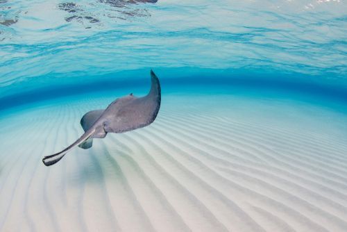 A red Peak Tram ascends a hillside track, offering city views of Hong Kong with lush green foliage.