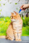 prodotti per animali