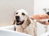 detergenti per animali