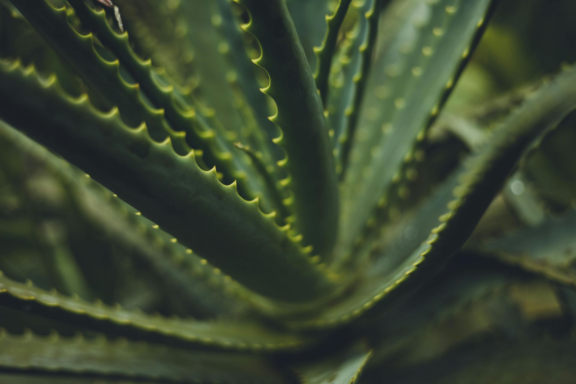  aloe vera supplements in Colby, WI