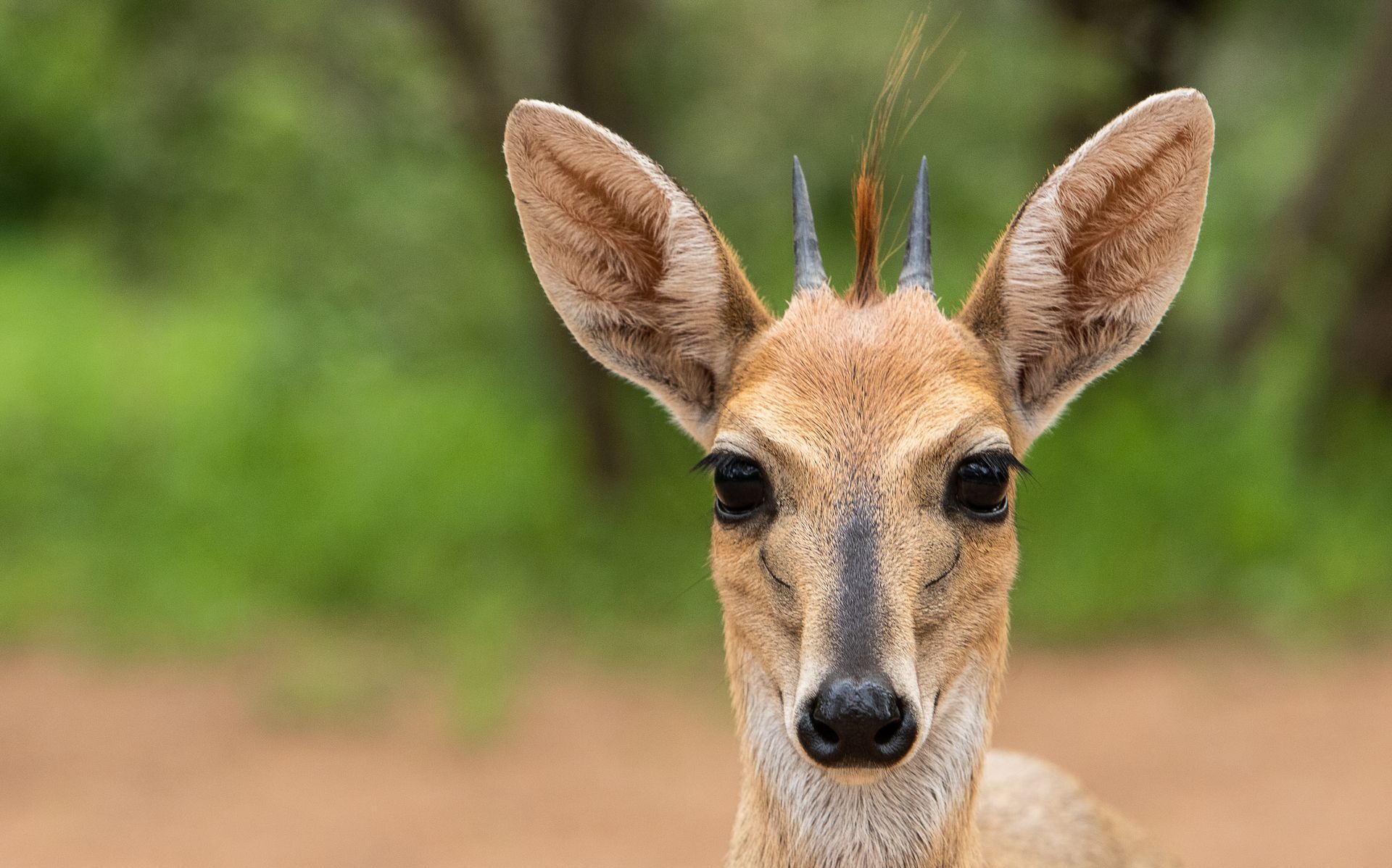 a close up of a duiker with horns looking at the camera .