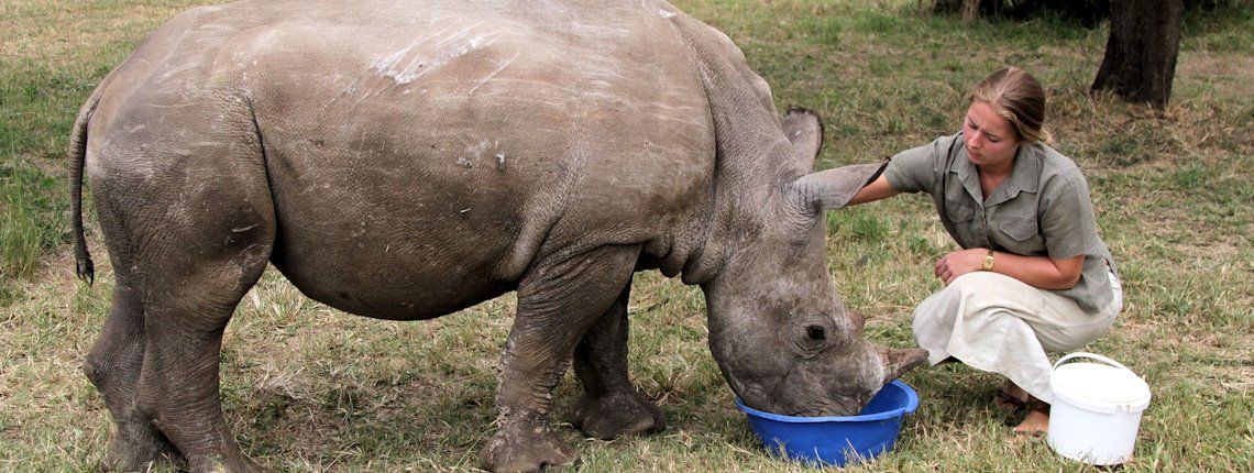 a woman is feeding a rhino from a blue bowl .
