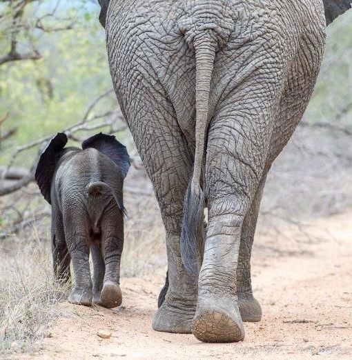 an elephant and a baby elephant are walking down a dirt road 
