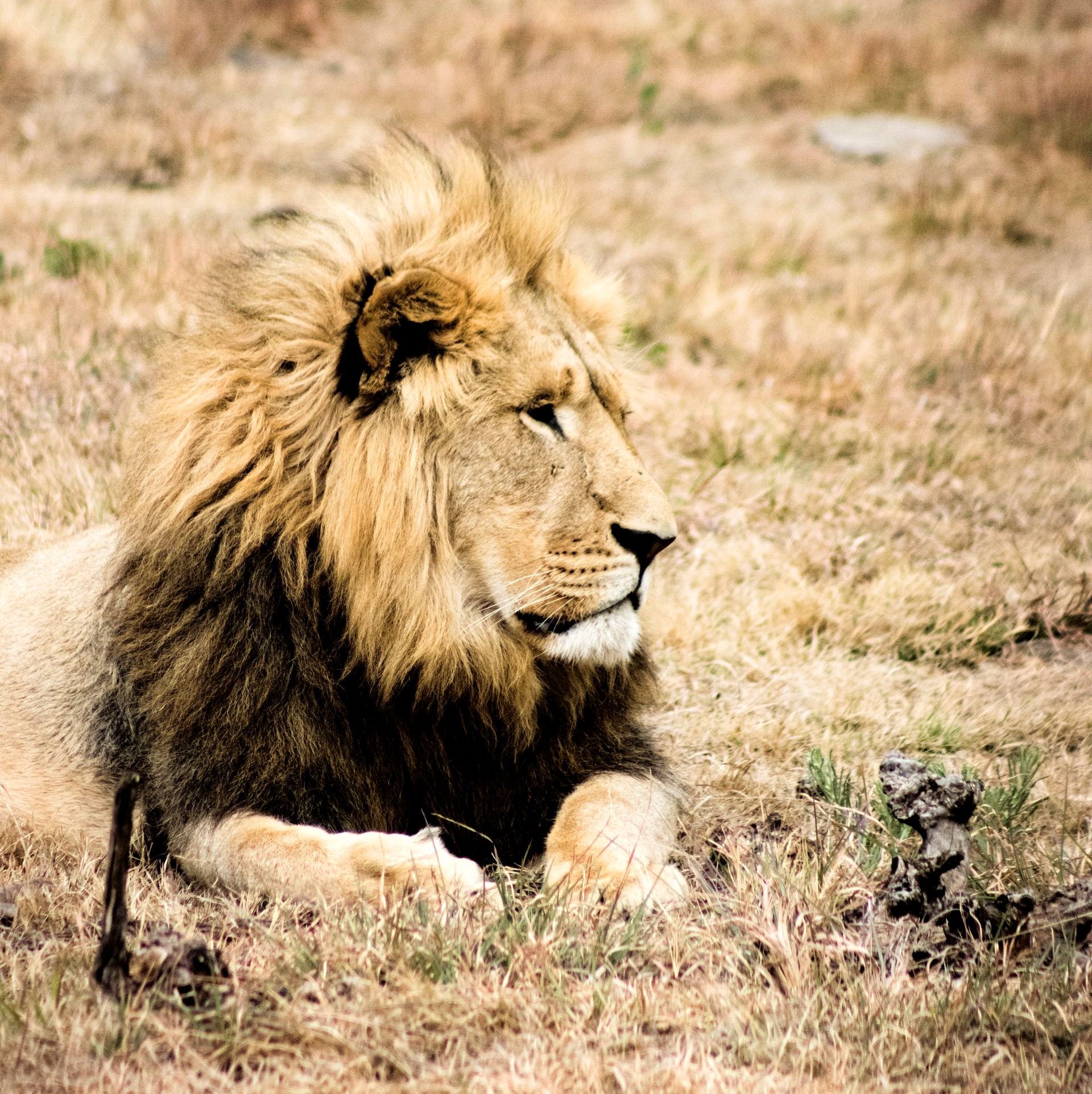 A lion with a long mane is laying down in the grass