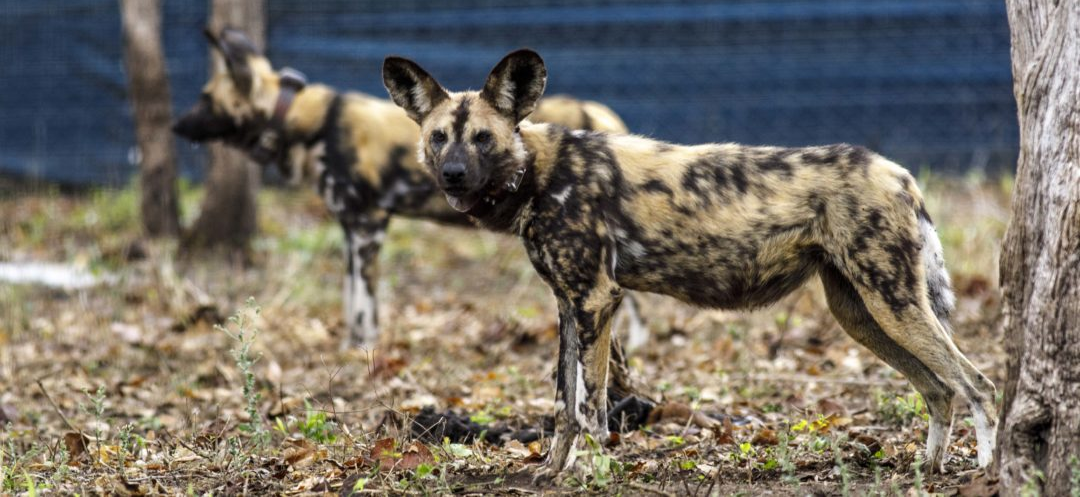 three wild dogs are standing next to each other in a field .