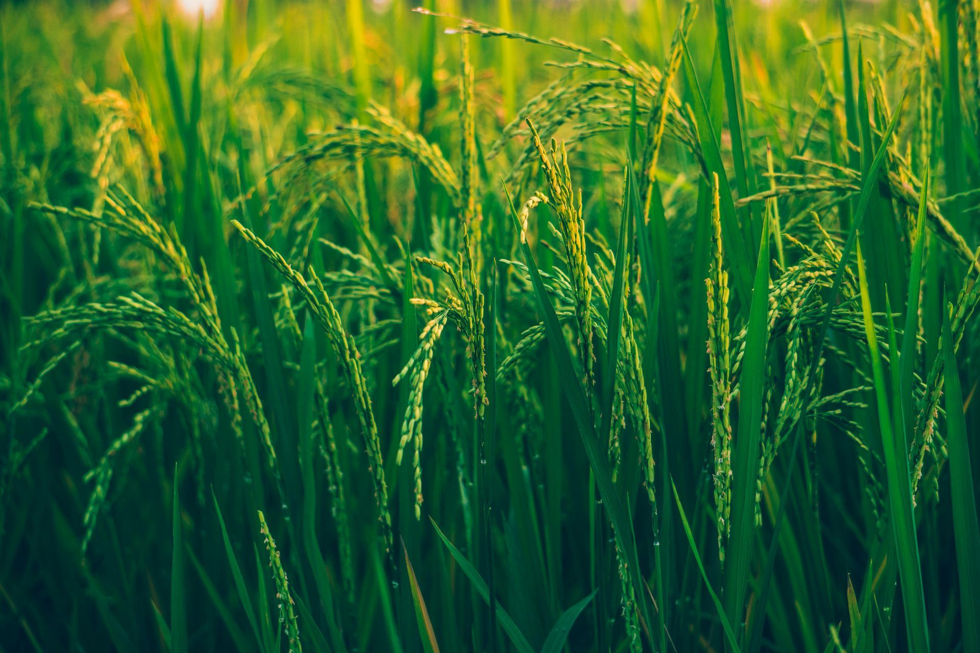 Green rice stalks in a field, lit by the sun.