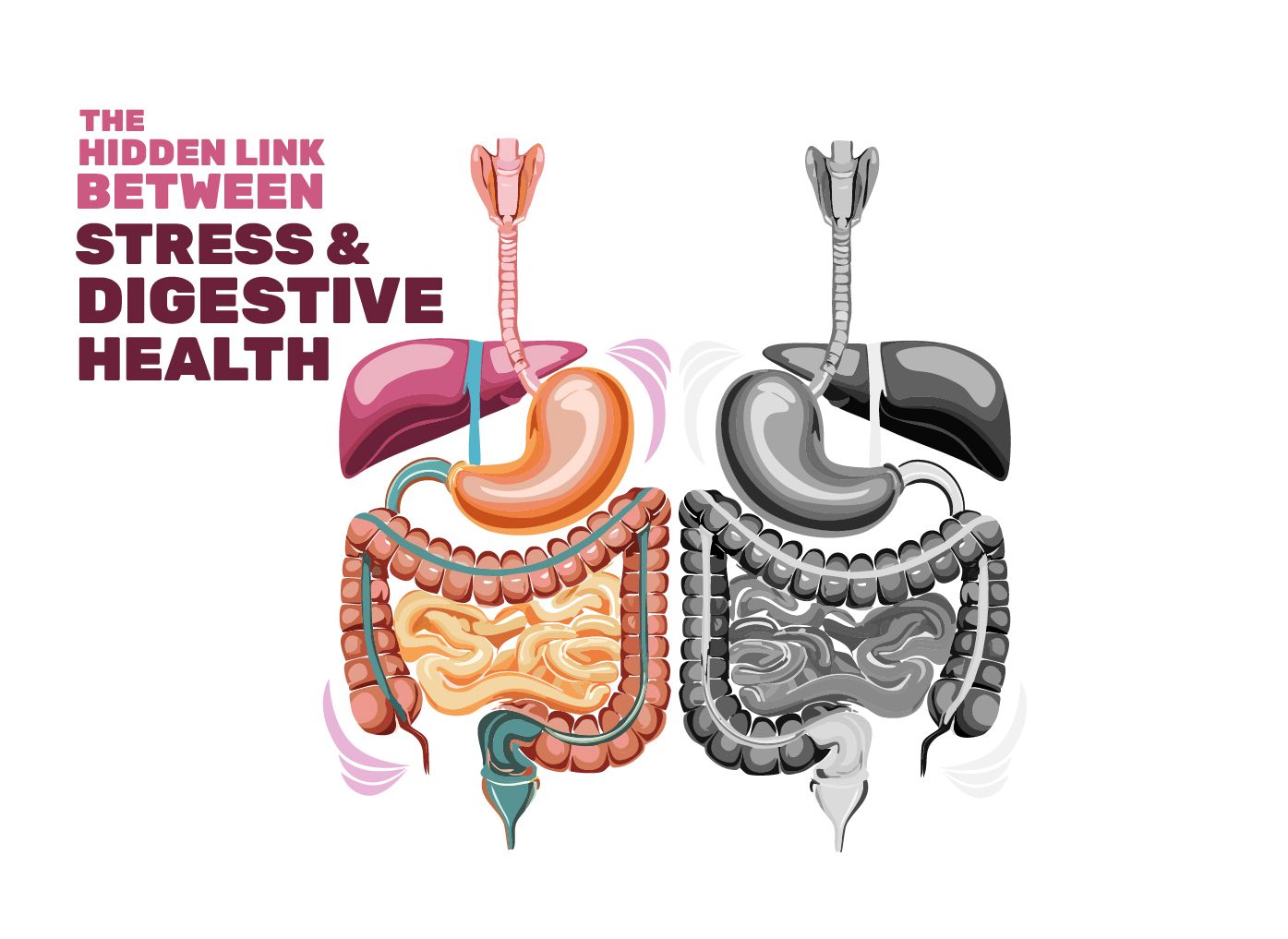 Diagram comparing a colorful, healthy digestive system to a grayscale, unhealthy one. Text highlights the link between stress and digestive health.