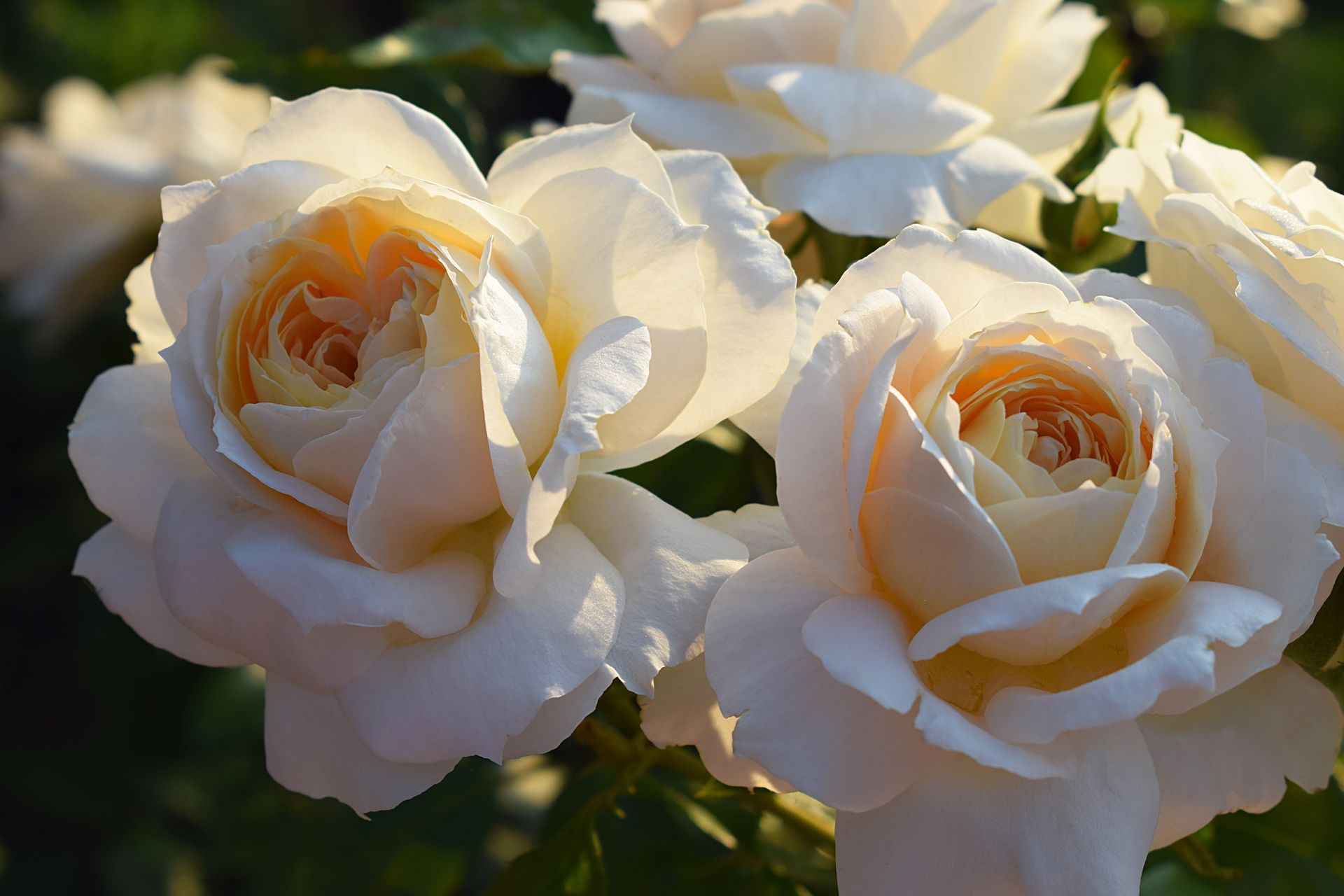 White roses in bloom with soft yellow centers, lit by sunlight in a garden.