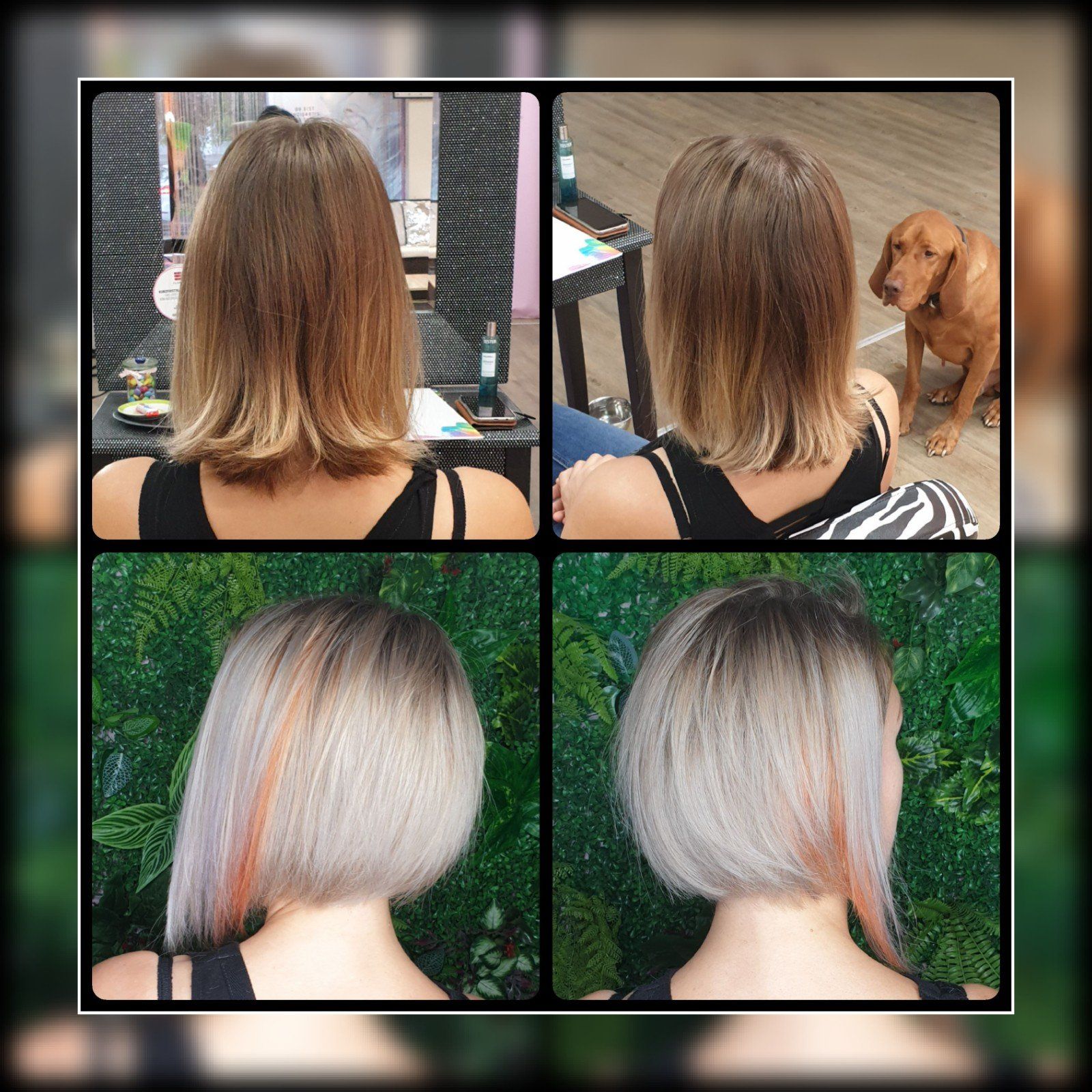 Eine Collage aus vier Bildern der Haare einer Frau vor und nach einem Haarschnitt.