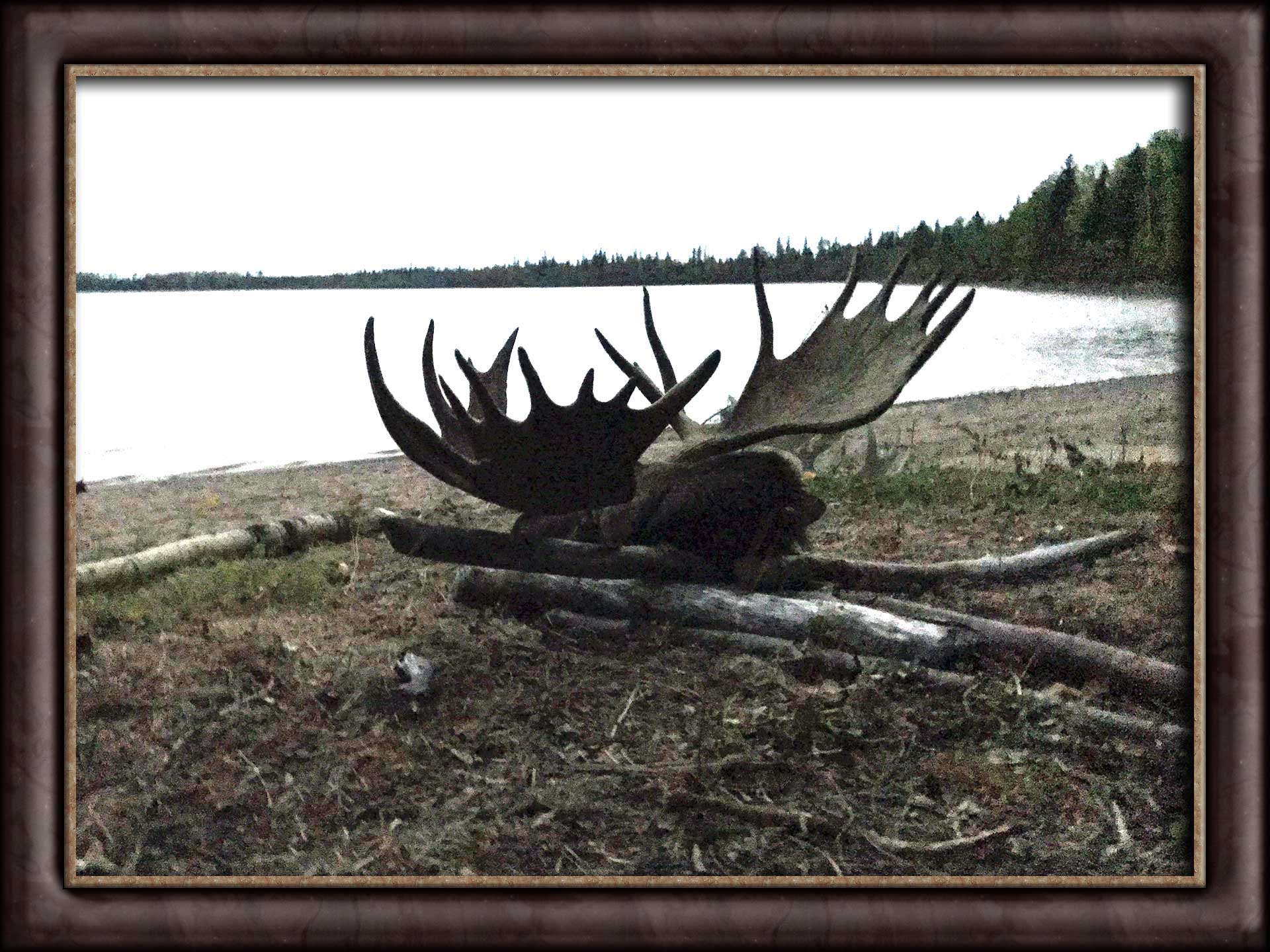 Ontario Canada moose hunting