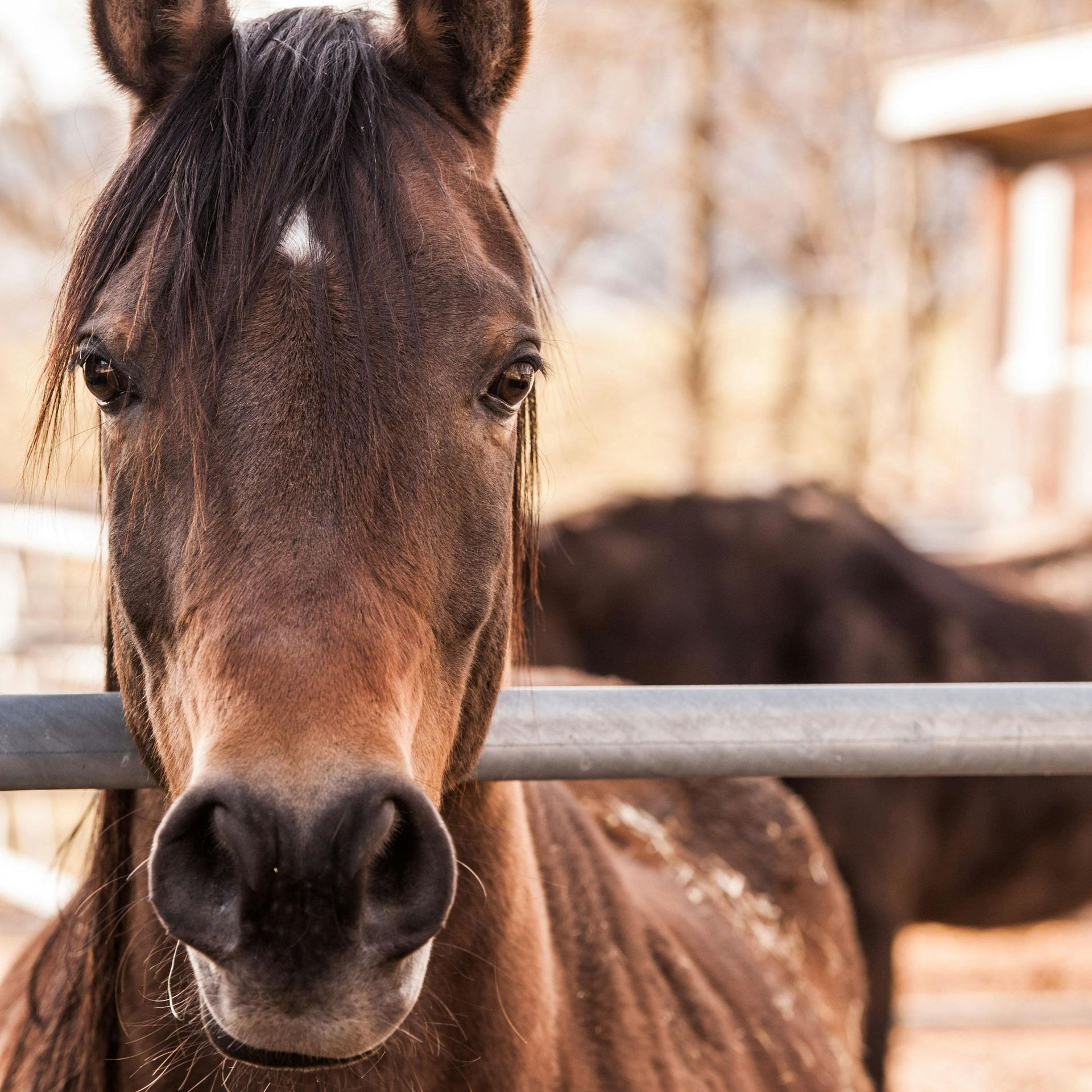 A close up of a brown horse behind a fence