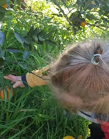 young girl trying to pluck a fruit