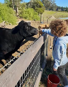 feeding the cow