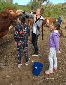feeding a cow