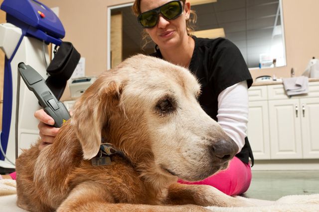 Laser Therapies - Graceful Animal Hospital - Rancho Cucamonga, CA