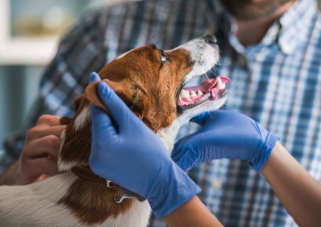 Dentistry for Pets - Graceful Animal Hospital - Rancho Cucamonga, CA
