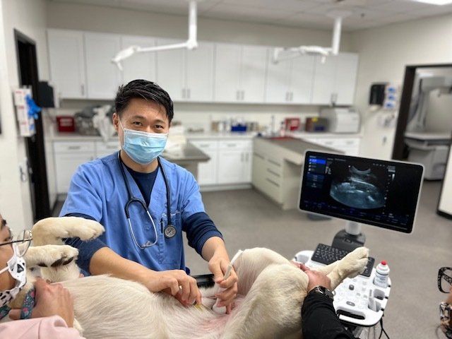 Day Creek Animal Hospital Rancho Cucamonga Ca Veterinarian - Graceful Animal Hospital - Rancho Cucamonga, CA