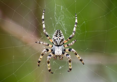 Big Gray Spider — North Versailles, PA — Pearce Pest Control