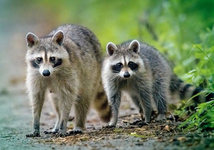 Two Adorable Raccoons — North Versailles, PA — Pearce Pest Control