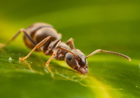 Ant on Leaf — North Versailles, PA — Pearce Pest Control