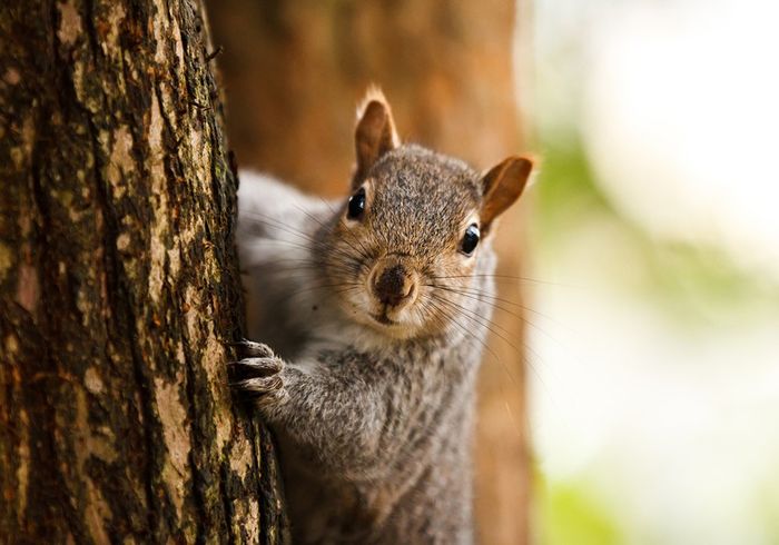 Squirrel Behind a Tree — North Versailles, PA — Pearce Pest Control