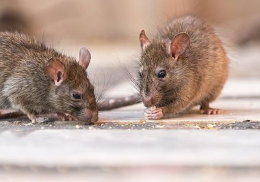 Best Way to Get Rid of Mice - Batzner Pest Control - Pest Control