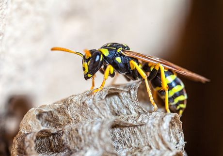 Paper Wasp — North Versailles, PA — Pearce Pest Control
