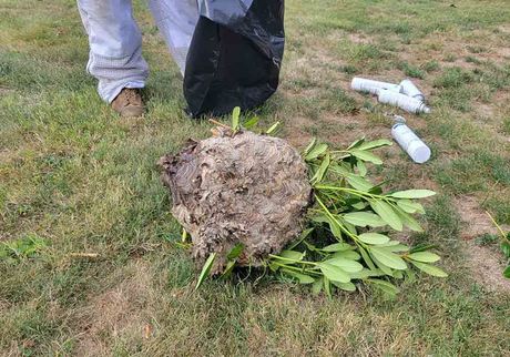 Paper Wasp — North Versailles, PA — Pearce Pest Control