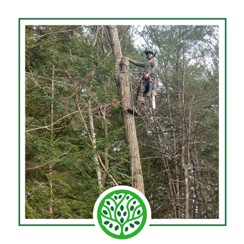 Services | Jacoby Tree Services - Winchendon, MA