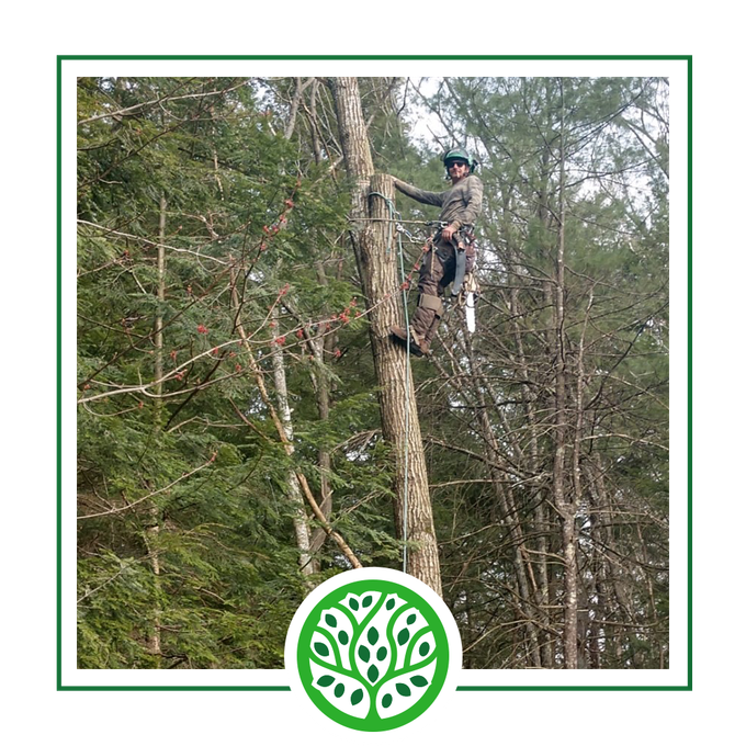 Services | Jacoby Tree Services - Winchendon, MA