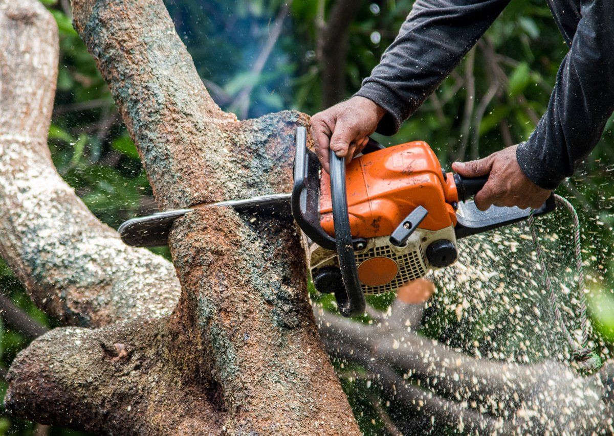 Tree Trimming | Jacoby Tree Services - Winchendon, MA