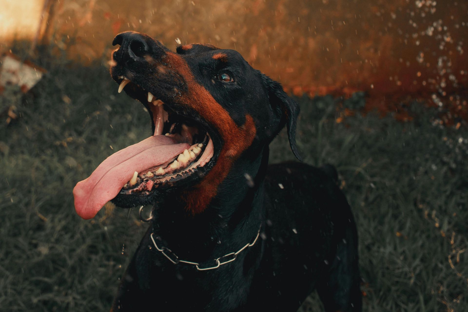 A close up of a dog with its tongue hanging out.