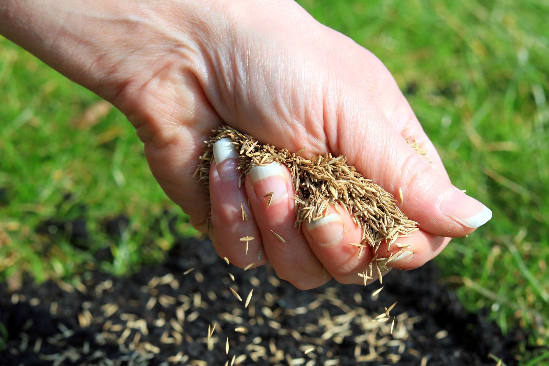 A hand sprinkles grass seeds over dark soil in an outdoor lawn setting.
