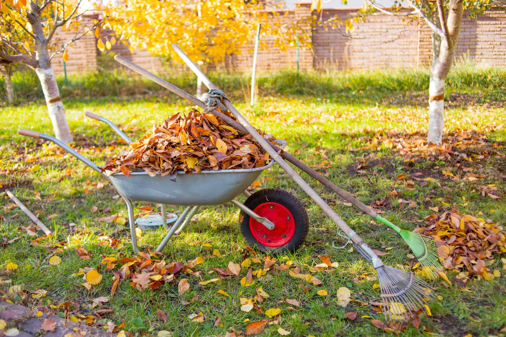 A metal wheelbarrow filled with fallen autumn leaves sits on a green lawn with two garden rakes resting on top.