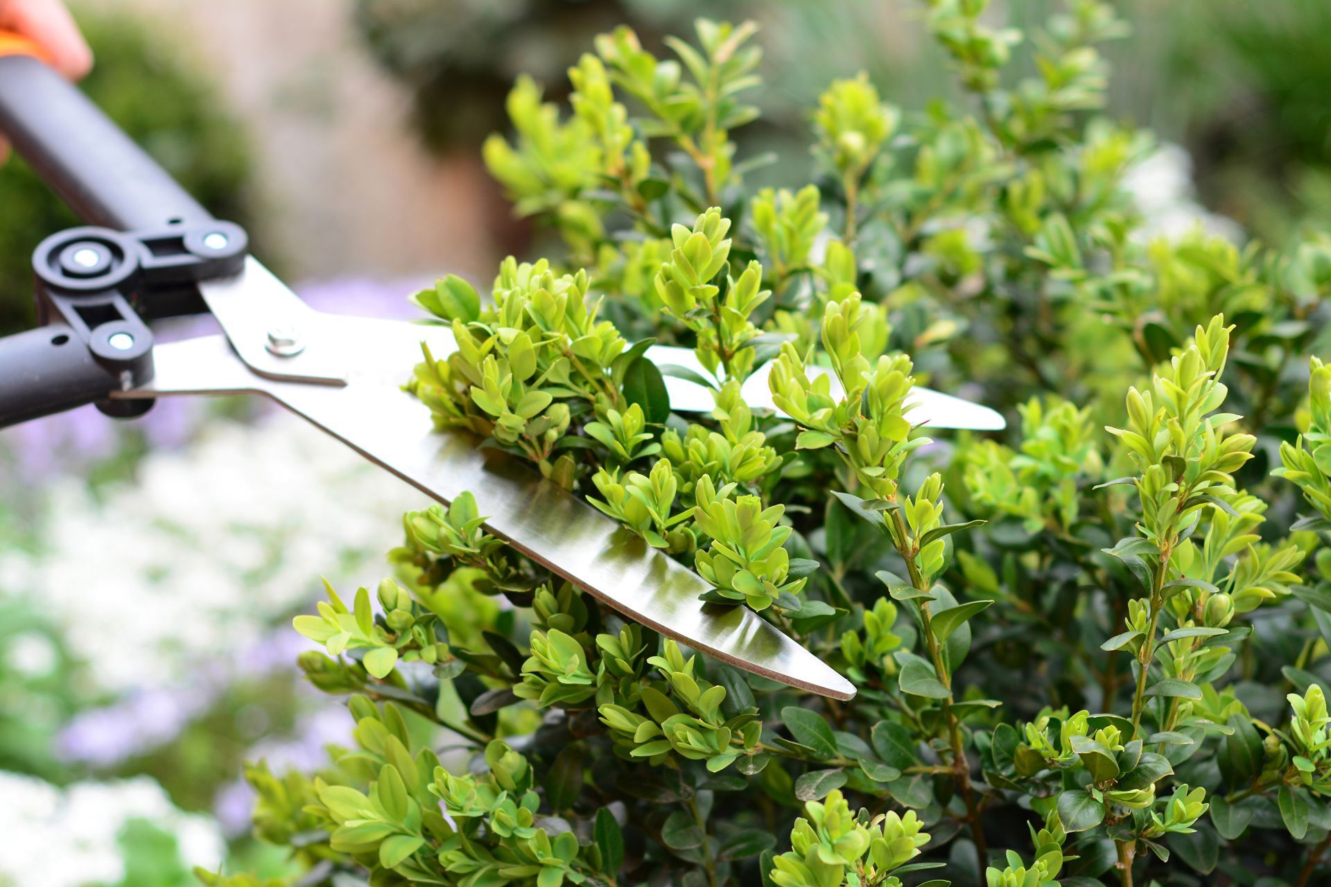 Close-up of garden shears trimming a green boxwood shrub in a sunny outdoor setting.