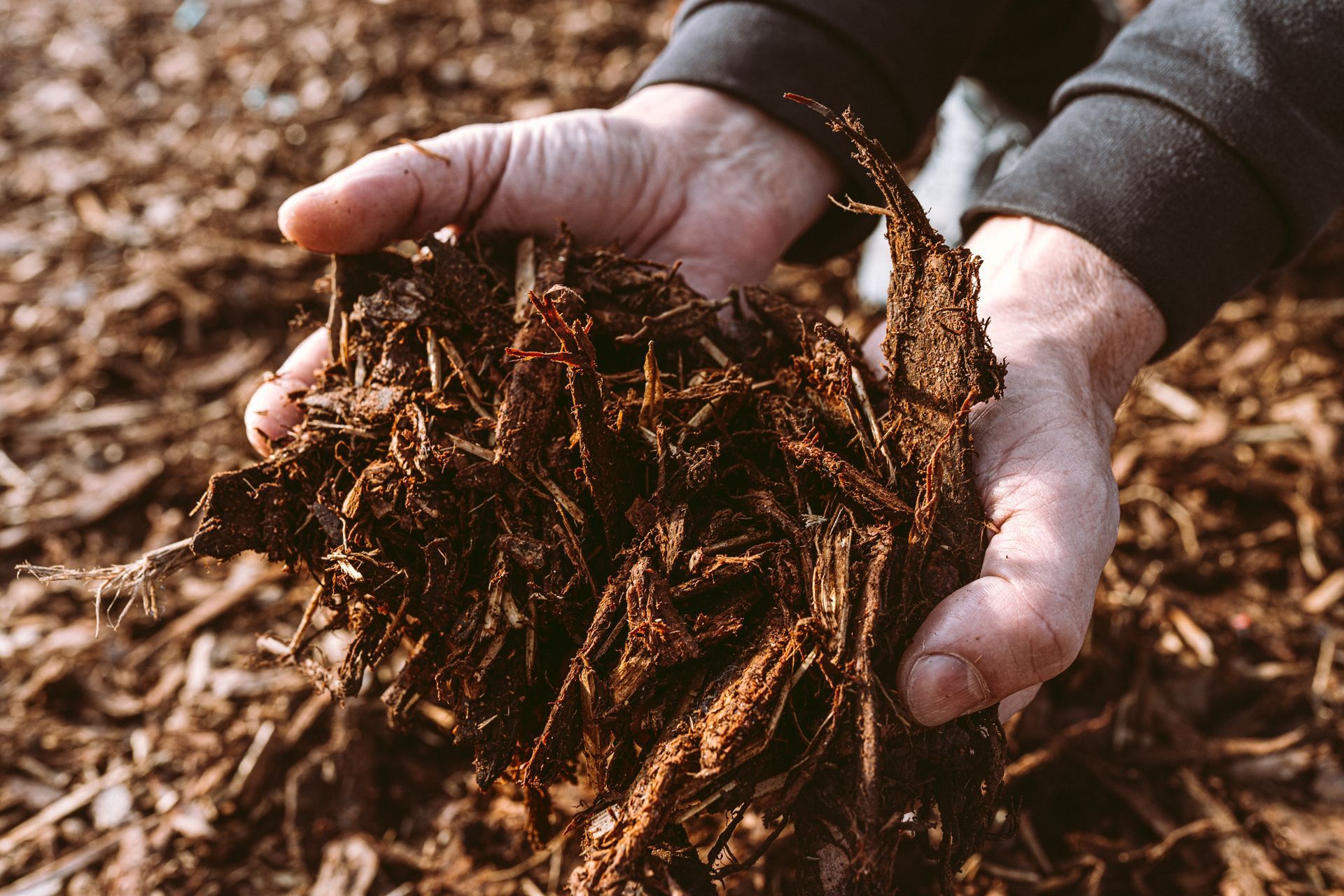 Hands holding a large handful of dark, fibrous mulch or compost against a background of scattered wood chips.