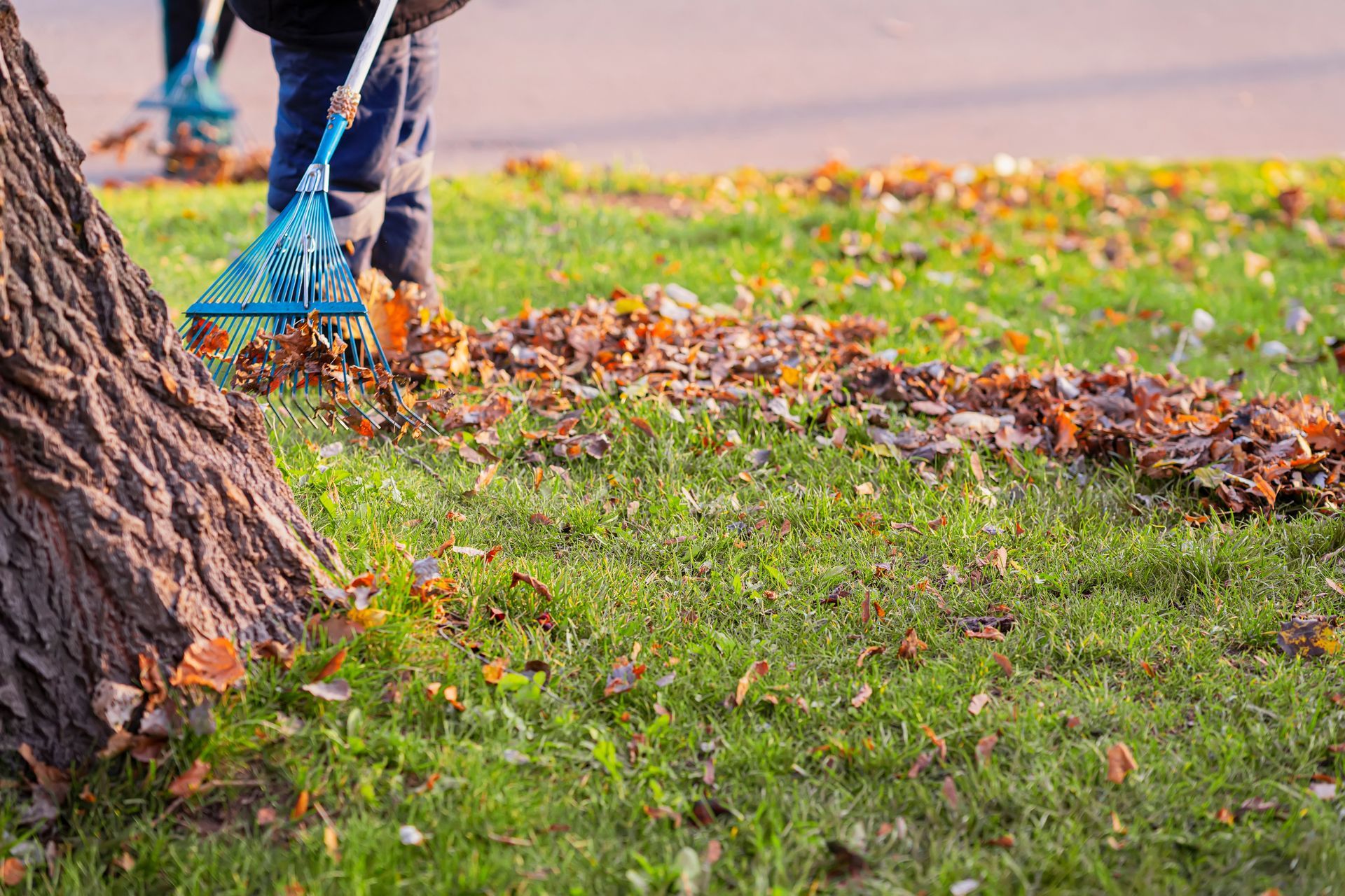 A metal wheelbarrow filled with fallen autumn leaves sits on a green lawn with two garden rakes resting on top.