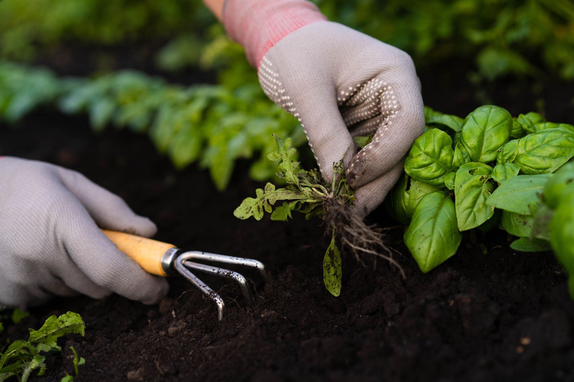 Hands in gardening gloves weed a row of green plants in dark soil using a small metal hand rake.