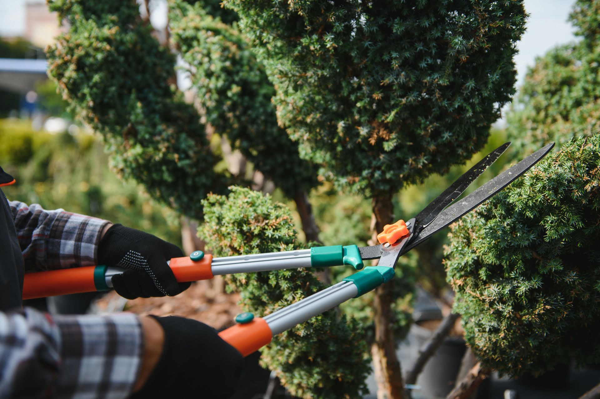 A person wearing work gloves uses orange and silver hedge shears to trim green bushes in an outdoor nursery setting.