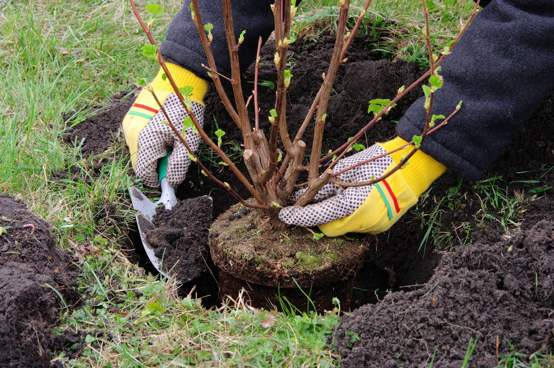 A person wearing yellow gardening gloves uses a trowel to plant a small shrub into a hole in the ground.