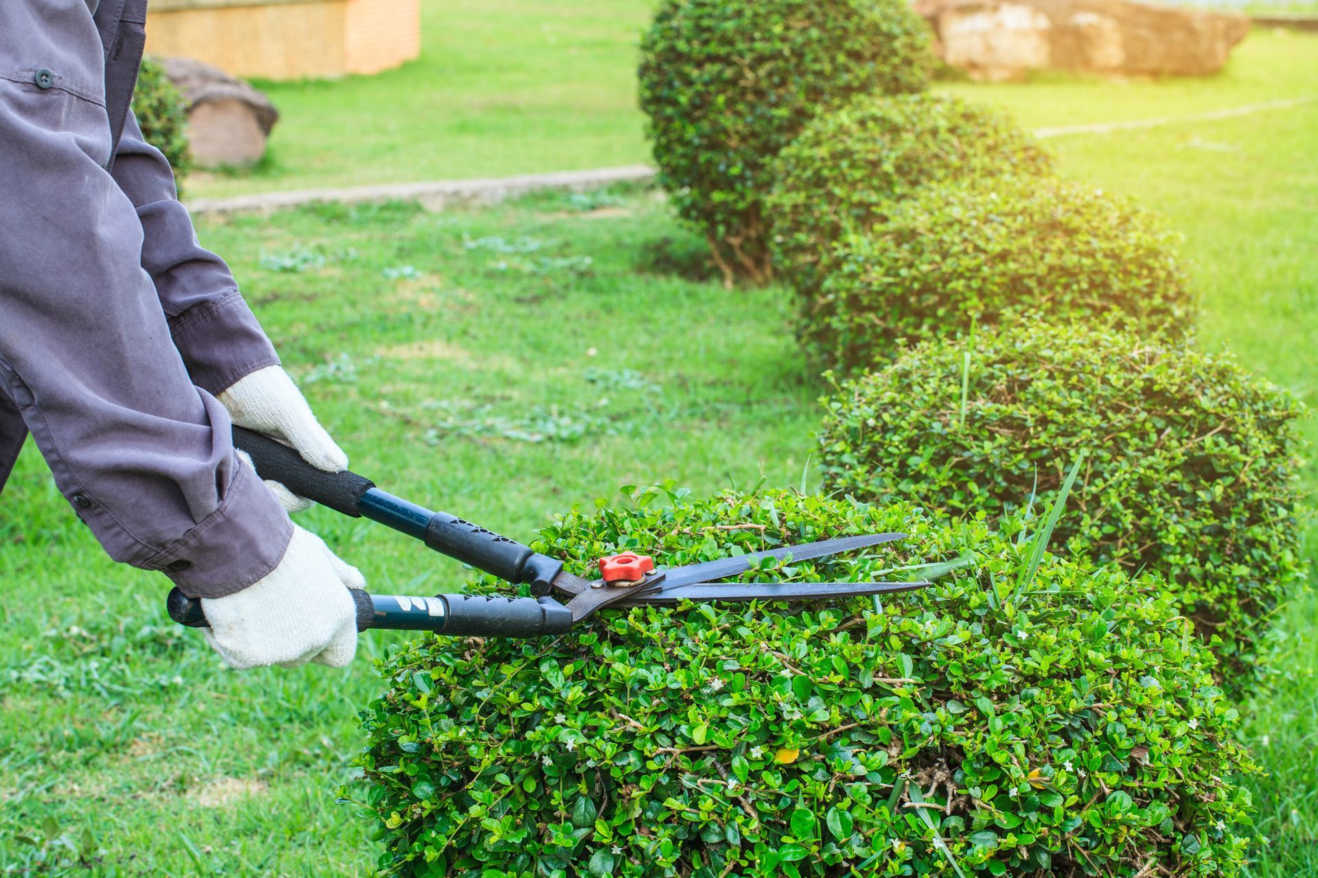 A person wearing white gloves uses large manual hedge shears to trim a round green bush in a grassy yard.