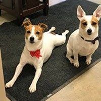 Two Jack Russell Terriers on a dark rug; one lying with a red bow, the other sitting.