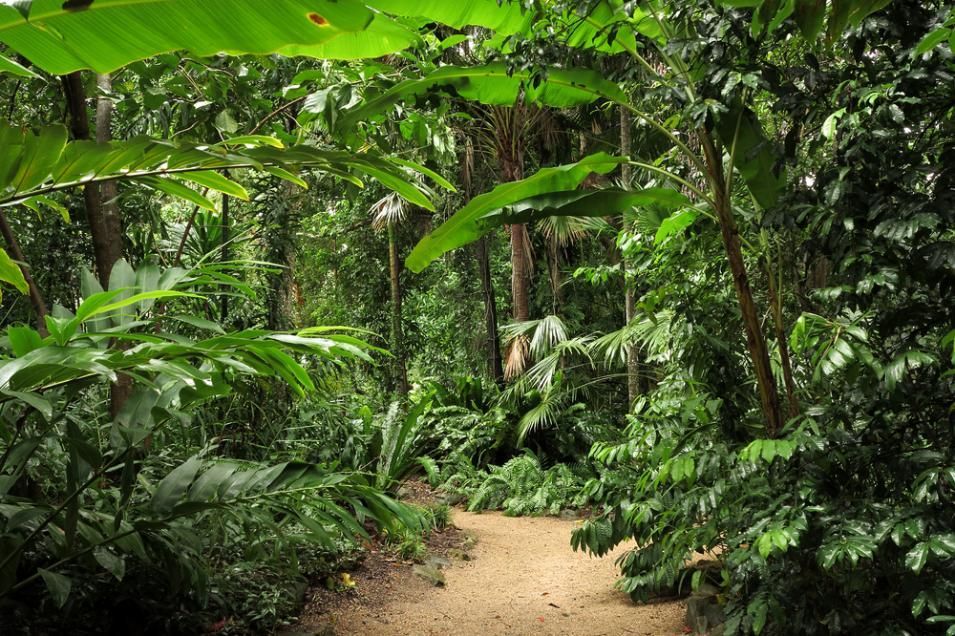 A Dirt Path in The Middle of A Lush Green Forest — Recharged Air & Electrical in Cairns, QLD