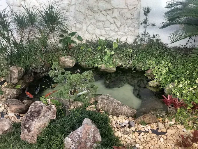 Um pequeno lago rodeado por rochas e vegetação, com carpas koi visíveis.