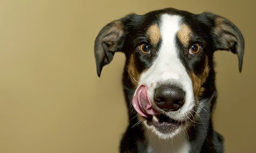  Adorabile cane leccandosi le labbra
