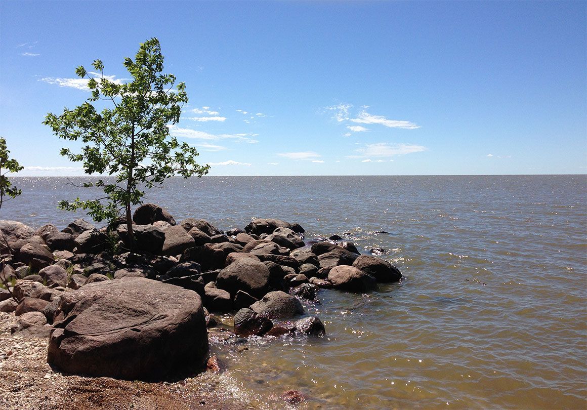 A tree is growing out of a rock near the water