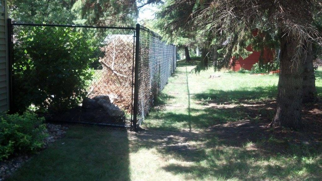 A chain link fence surrounds a lush green yard.