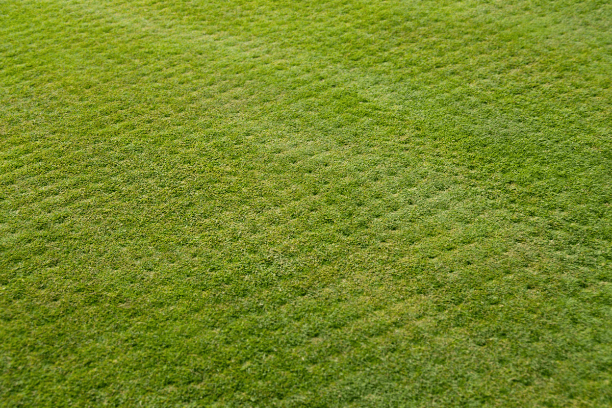 A close up of a lush green field of grass.