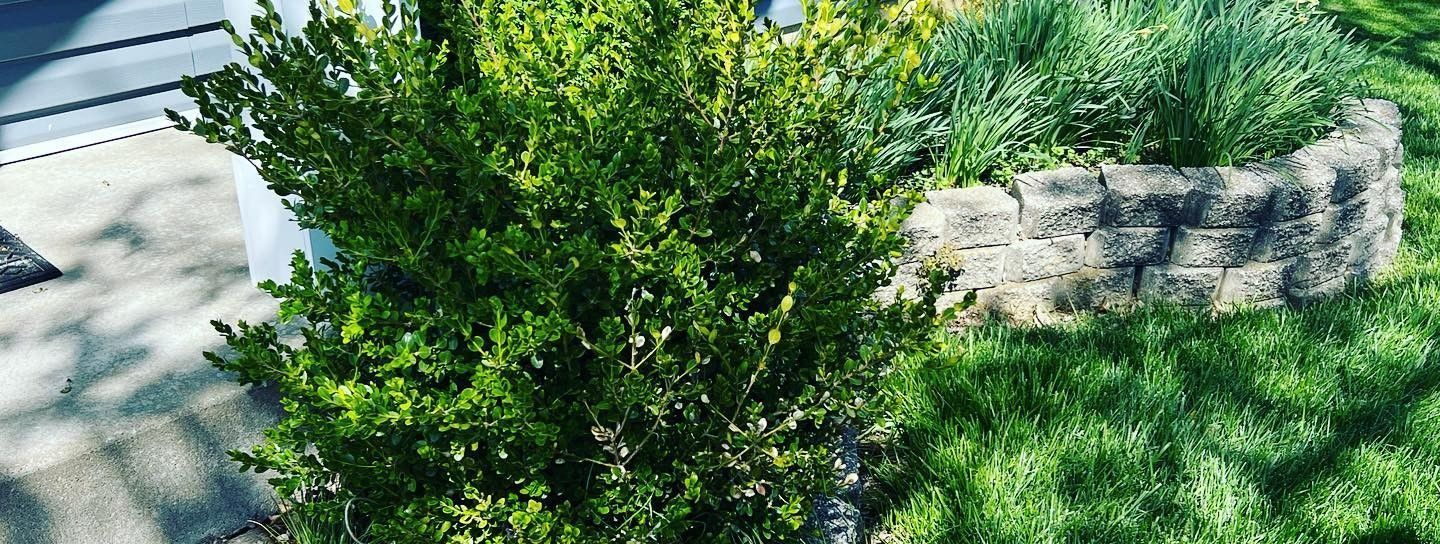 A close up of a tree in a garden with a fence in the background.