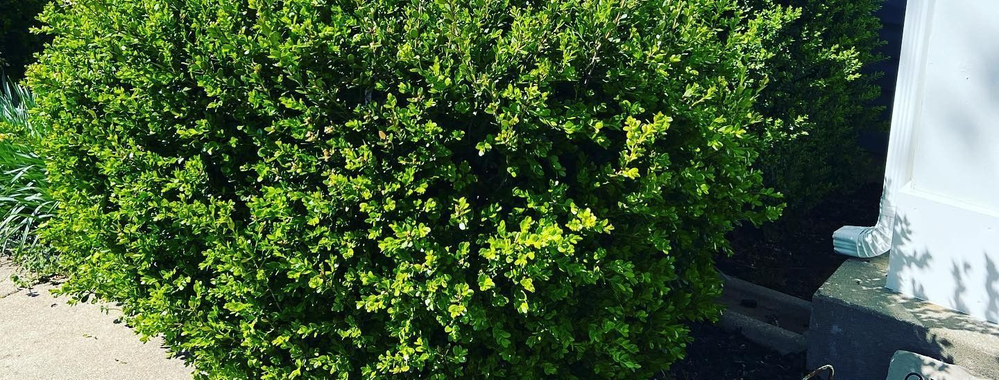 A bush with lots of green leaves is sitting next to a white house.